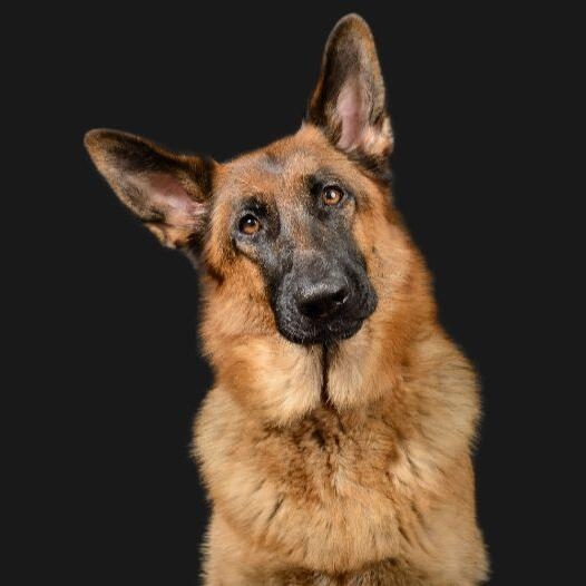 German shepherd purina hotsell